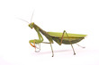 Photo: Praying mantis Praying mantis