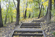 forest track