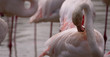 Photo: Flamingo Flamingo