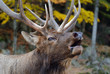 Wapiti