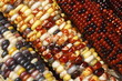 Colorful Maize