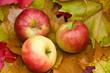 Fresh Apples - NEW harvest!