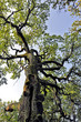 wald