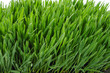 Grass
