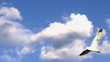 Video: Eagle over blue sky background Eagle over blue sky background