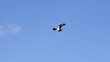 Eagle over blue sky background