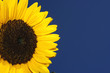 Sonnenblume