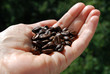 Foto: hand with roasted coffee beans in front of green background hand with roasted coffee beans in front of green background
