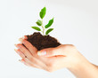 Plant in two hands Plant in two hands
