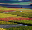 Vineyard in autumn colors Vineyard in autumn colors
