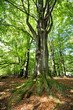 wald