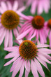 Echinacea flower in herbal garden