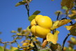 Goldener Oktober