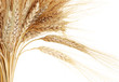 Wheat