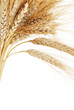 Wheat