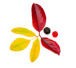 ashberry & chokeberry