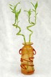 Lucky bamboo in vase Lucky bamboo in vase