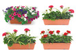 balconnière fleurie