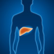 Leber, Medizin, Untersuchung Leber, Medizin, Untersuchung