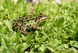 Frosch -