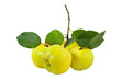 Four quinces with leaves