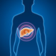 Leber, Medizin, Untersuchung Leber, Medizin, Untersuchung