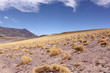 Vegetación extrema 4000metros lagunas altiplanicas