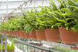 farm garden