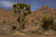Joshua tree in National park Joshua tree in National park