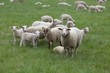 mouton