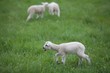 mouton