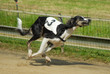 Saluki