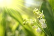 Photo en ligne au meilleur prix Lilly of the valley in the forest at sunrise