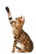 Bengal cat