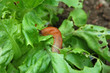 Nacktschnecke auf Kopfsalat