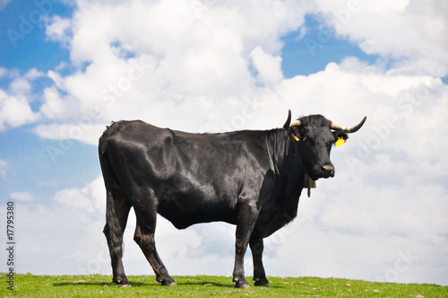 Foto: toro mirando toro mirando