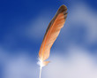 Feather