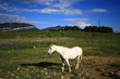 El caballo blanco
