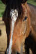 La cara del caballo