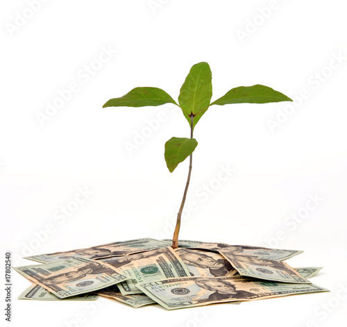 Photo: Money and plant Money and plant