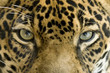 close up the eyes of a beautiful jaguar or panthera onca close up the eyes of a beautiful jaguar or panthera onca