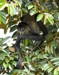 spider monkey male adult sitting in tree eating , costa rica spider monkey male adult sitting in tree eating , costa rica