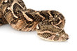 Puff adder Puff adder