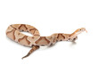 Copperhead Copperhead