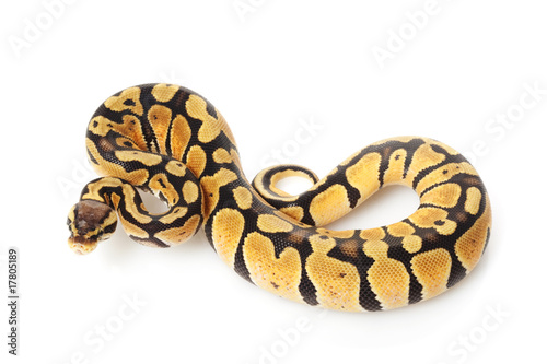 Photo: pastel ball python pastel ball python