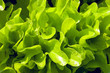 fresh lettuce