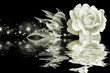 Art rose