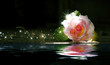 Photo: Art rose Art rose