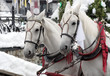 White Horse