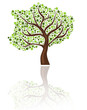 Illustration: Baum Baum